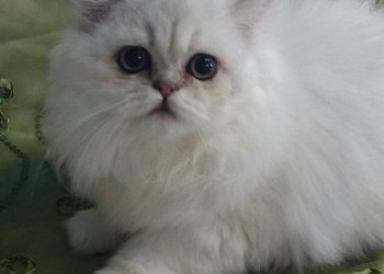 4facfe171ccc2563eba6db8ce2443875-20161022_162931-1-350x250c