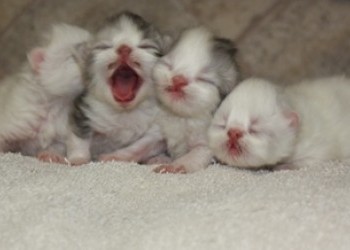 9e335658fff75d642ba71a055caa3494-IMG_2888-350x250c