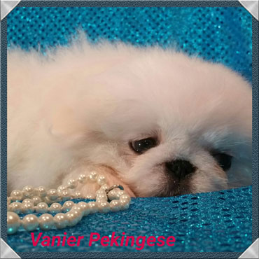 pekingese-1